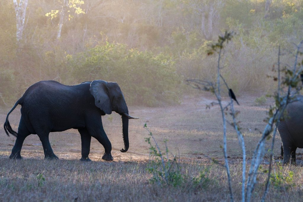 An elephant in the forest landscape